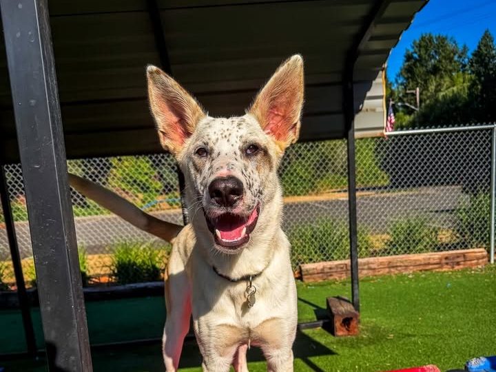 A merle dog with tall upright ears standing on a red play platform under a shade roof, mouth open